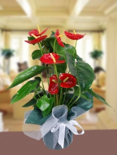 Kırmızı Antoryum (Anthurium )Saksı Çiçeği