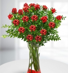 Yılbaşı Çiçekleri(Kokina)