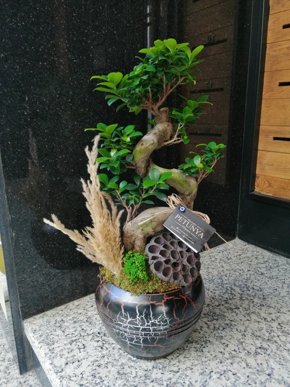 Bonsai Bitkisi