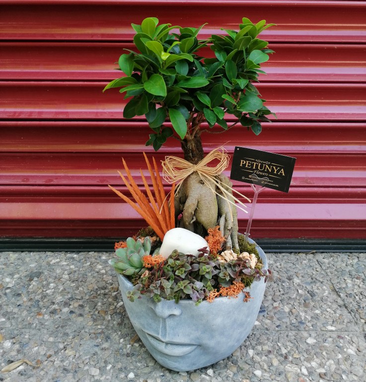 Dekoratif Saksıda Bonsai