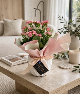 Kalanchoe Pembe