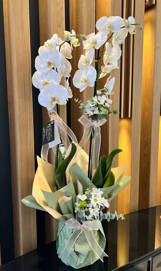 2 Dallı Beyaz Orkide