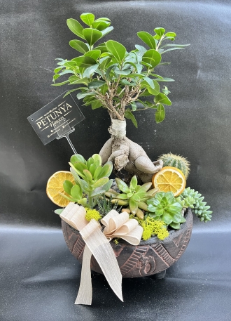 Ginseng Bonsai İzmir