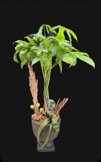 Pachira(Para Ağacı)