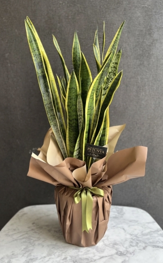 Sansevieria(Paşa Kılıcı)