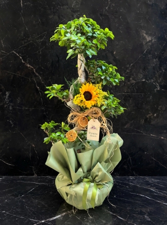Bonsai Büyük Boy