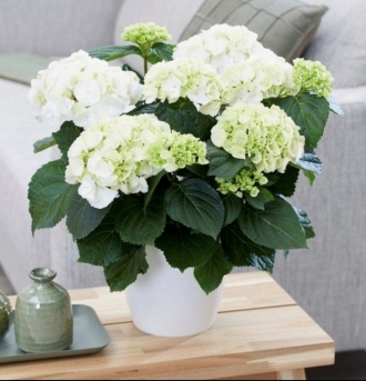 Beyaz Ortanca Bitkisi