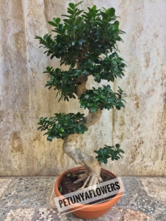 Bonsai Büyük Boy