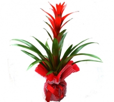 Guzmania