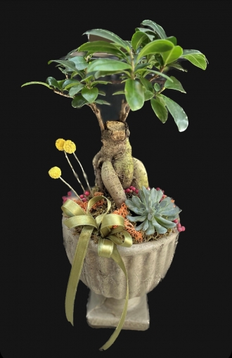Bonsai Bitkisi