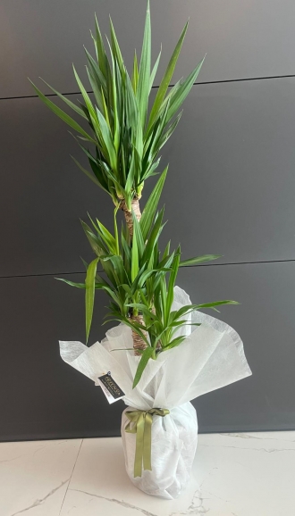 Yuka:(Yucca)Çiçeği